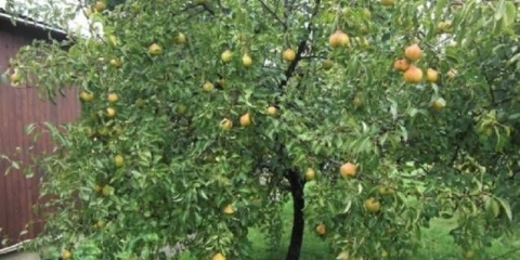 Memorija kruške yakovlev: opis, fotografija, recenzije, slijetanje